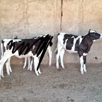گوساله ماده هولشتاین
