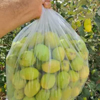 نهال کنارپیوندی(درخت پول گرمسیری)