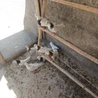 جوجه