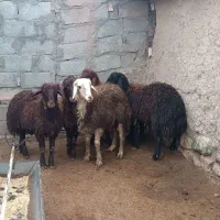 بره نر