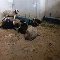 میش وبره شال اصل