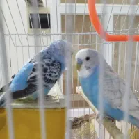 دو عدد مرغ عشق