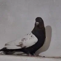 سینه سیا