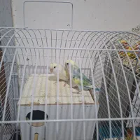 فروش طوطی کوتوله