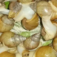 فروش حلزون