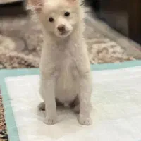 سگ پا کوتاه