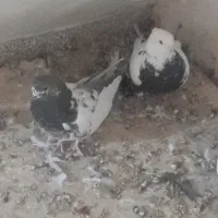 سینه ای و کله دم سبز