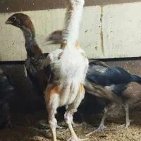 جوجه لاری