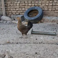 مرغ لری اصیل