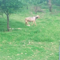 فروش قوچ