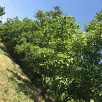 اجاره باغ گردو