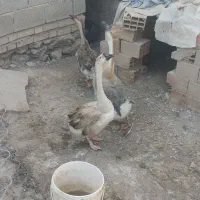 غوقاز اکراینی