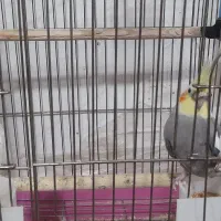 یک جفت عروس هلندی آماده به جوجه دهی