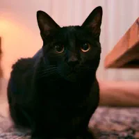 واگذاری رایگان گربه