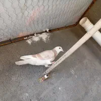 شش تا کفتر پرشی سرحال همه جوون