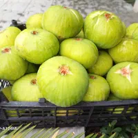 انجیرسفیدشیرین