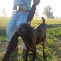 کهره