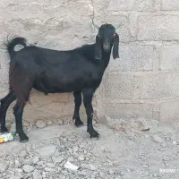 بز و تروشتر