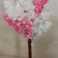 گل شکوفه