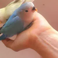 کوتوله ابی۲ ماهه فول دستی