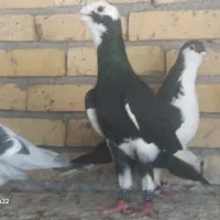 کبوتر سالم و مرتب فروشی