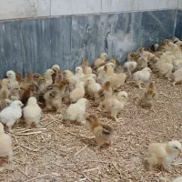 جوجه برهما ده روزه