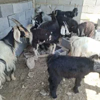 فروش 48راس بز کهردار