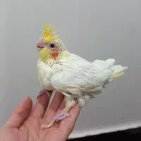 جوجه عروس هلندی