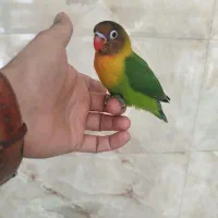 کوتوله برزیلی معاوضه با طوطی ملنگو