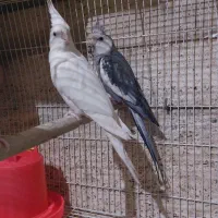چهارعروس فروشی
