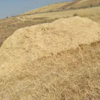کاه گندم