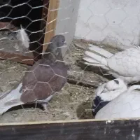 کبوتر 15تا شازده گرگی و سرخه و غیره مالی این حرفا