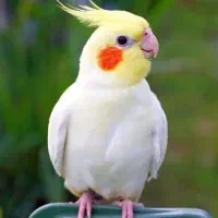 یک جفت عروس هلندی