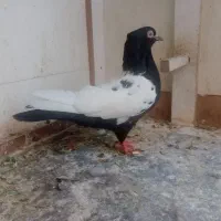 ماده سینه