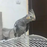 عروس هلندی جوجه 3 ماهه