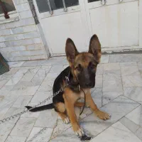 سگ ژرمن