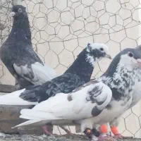 کبوتر