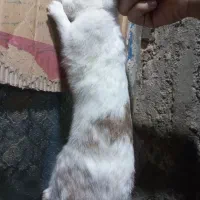 خرگوش