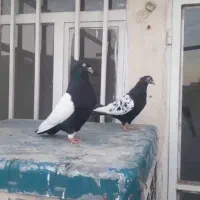 مشهد|پرنده|مشهد, رضاشهر|دیوار