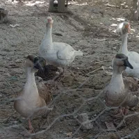 غوغاز و اردک اسرائیلی