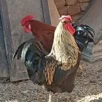 خروس چاق