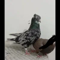 کبوتر سینه دم سفید