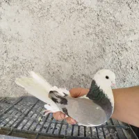 کبوتر پرشی شازده سبز ماده