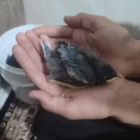 جوجه مینا شاه تخم به شرت نر