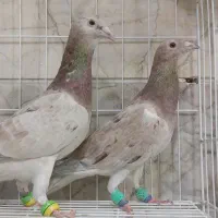 دوعدد کبوترماده سار خرمای