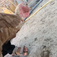 بوقلمون نژاد اصیل گوشتی
