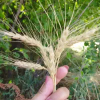 ماشین بافندگی