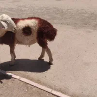 شیشک قوچی دو دندان
