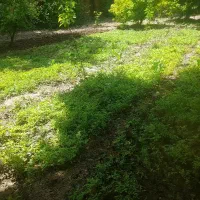 نهال گوجه فرنگی
