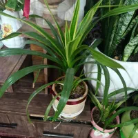 گل های شاداب و زیبا